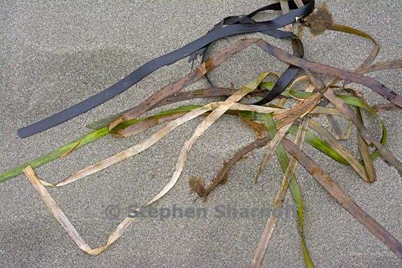 seaweed on beach 1 graphic